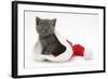 Grey Kitten in a Father Christmas Hat-Mark Taylor-Framed Photographic Print