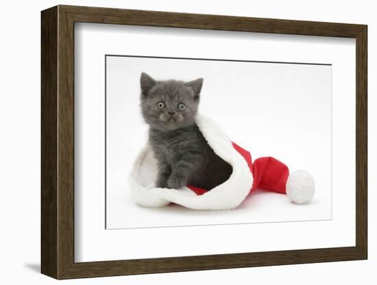 Grey Kitten in a Father Christmas Hat-Mark Taylor-Framed Photographic Print