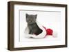 Grey Kitten in a Father Christmas Hat-Mark Taylor-Framed Photographic Print