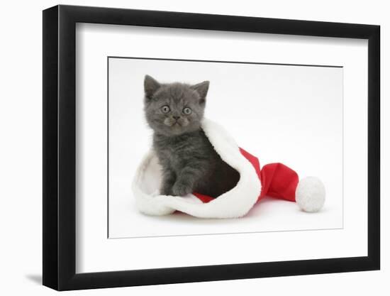 Grey Kitten in a Father Christmas Hat-Mark Taylor-Framed Photographic Print