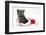 Grey Kitten in a Father Christmas Hat-Mark Taylor-Framed Photographic Print