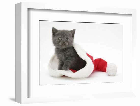 Grey Kitten in a Father Christmas Hat-Mark Taylor-Framed Photographic Print