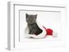 Grey Kitten in a Father Christmas Hat-Mark Taylor-Framed Photographic Print