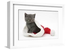 Grey Kitten in a Father Christmas Hat-Mark Taylor-Framed Photographic Print
