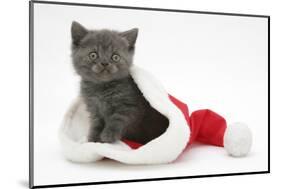 Grey Kitten in a Father Christmas Hat-Mark Taylor-Mounted Photographic Print