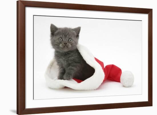 Grey Kitten in a Father Christmas Hat-Mark Taylor-Framed Photographic Print