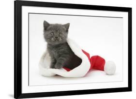 Grey Kitten in a Father Christmas Hat-Mark Taylor-Framed Photographic Print