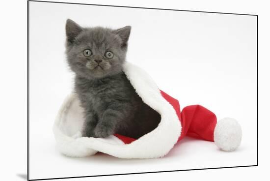 Grey Kitten in a Father Christmas Hat-Mark Taylor-Mounted Photographic Print