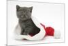 Grey Kitten in a Father Christmas Hat-Mark Taylor-Mounted Photographic Print