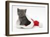 Grey Kitten in a Father Christmas Hat-Mark Taylor-Framed Photographic Print