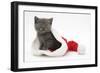 Grey Kitten in a Father Christmas Hat-Mark Taylor-Framed Photographic Print