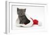 Grey Kitten in a Father Christmas Hat-Mark Taylor-Framed Photographic Print