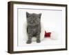 Grey Kitten in a Father Christmas Hat-Mark Taylor-Framed Photographic Print