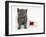 Grey Kitten in a Father Christmas Hat-Mark Taylor-Framed Photographic Print