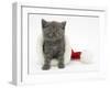 Grey Kitten in a Father Christmas Hat-Mark Taylor-Framed Photographic Print