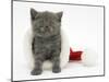 Grey Kitten in a Father Christmas Hat-Mark Taylor-Mounted Photographic Print