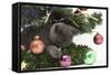 Grey Kitten Playing with Christmas Decorations under a Christmas Tree-Mark Taylor-Framed Stretched Canvas