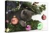 Grey Kitten Playing with Christmas Decorations under a Christmas Tree-Mark Taylor-Stretched Canvas