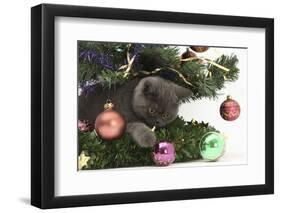 Grey Kitten Playing with Christmas Decorations under a Christmas Tree-Mark Taylor-Framed Photographic Print