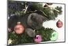 Grey Kitten Playing with Christmas Decorations under a Christmas Tree-Mark Taylor-Mounted Photographic Print