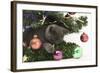 Grey Kitten Playing with Christmas Decorations under a Christmas Tree-Mark Taylor-Framed Photographic Print