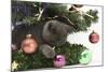 Grey Kitten Playing with Christmas Decorations under a Christmas Tree-Mark Taylor-Mounted Photographic Print