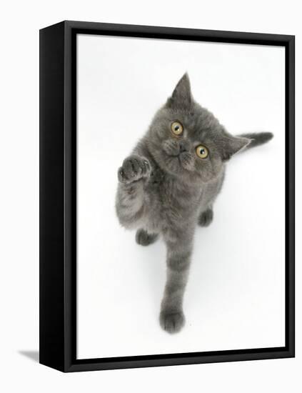 Grey Kitten Reaching Up-Mark Taylor-Framed Stretched Canvas