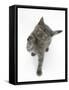 Grey Kitten Reaching Up-Mark Taylor-Framed Stretched Canvas