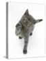 Grey Kitten Reaching Up-Mark Taylor-Stretched Canvas