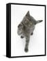 Grey Kitten Reaching Up-Mark Taylor-Framed Stretched Canvas