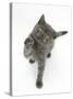 Grey Kitten Reaching Up-Mark Taylor-Stretched Canvas