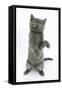 Grey Kitten Reaching Up-Mark Taylor-Framed Stretched Canvas