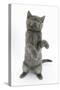 Grey Kitten Reaching Up-Mark Taylor-Stretched Canvas