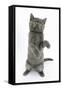 Grey Kitten Reaching Up-Mark Taylor-Framed Stretched Canvas