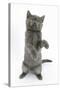 Grey Kitten Reaching Up-Mark Taylor-Stretched Canvas