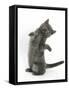 Grey Kitten Reaching Up-Mark Taylor-Framed Stretched Canvas