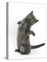 Grey Kitten Reaching Up-Mark Taylor-Stretched Canvas