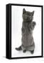 Grey Kitten Reaching Up-Mark Taylor-Framed Stretched Canvas