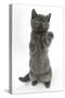 Grey Kitten Reaching Up-Mark Taylor-Stretched Canvas