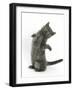 Grey Kitten Reaching Up-Mark Taylor-Framed Photographic Print