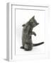 Grey Kitten Reaching Up-Mark Taylor-Framed Photographic Print