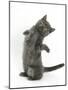 Grey Kitten Reaching Up-Mark Taylor-Mounted Photographic Print