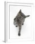 Grey Kitten Reaching Up-Mark Taylor-Framed Photographic Print