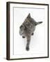 Grey Kitten Reaching Up-Mark Taylor-Framed Photographic Print