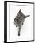 Grey Kitten Reaching Up-Mark Taylor-Framed Photographic Print