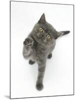 Grey Kitten Reaching Up-Mark Taylor-Mounted Photographic Print