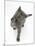 Grey Kitten Reaching Up-Mark Taylor-Mounted Photographic Print