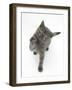 Grey Kitten Reaching Up-Mark Taylor-Framed Photographic Print