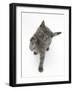 Grey Kitten Reaching Up-Mark Taylor-Framed Photographic Print