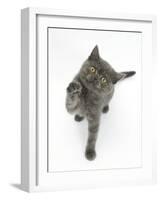 Grey Kitten Reaching Up-Mark Taylor-Framed Photographic Print